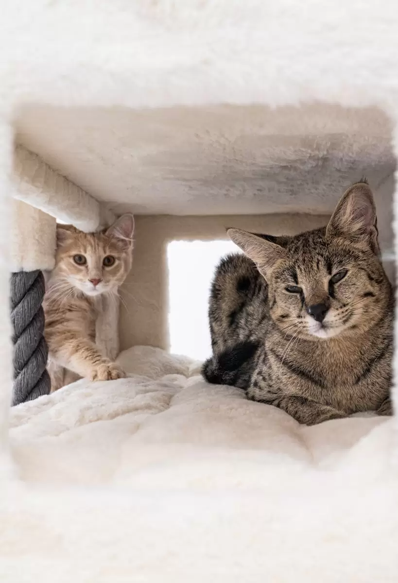 Two adorable cats lounging in a plush scratching post. Perfect for pet lovers.